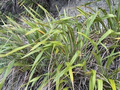 Phormium cookianum hookeri