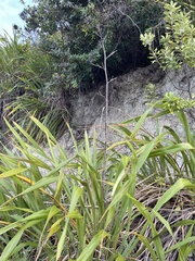 Phormium cookianum hookeri