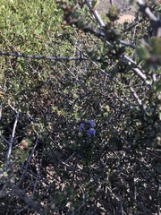 Ceanothus rigidus
