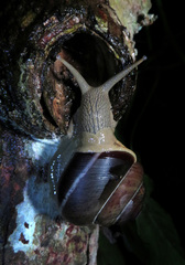 Asperitas sparsa
