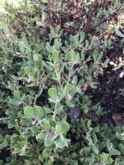 Arctostaphylos pumila