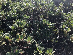 Arctostaphylos pumila