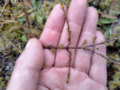 Coprosma brunnea
