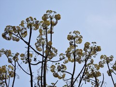 Gyrocarpus americanus