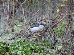 Nycticorax nycticorax