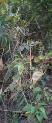 Acalypha angatensis