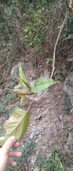 Acalypha angatensis