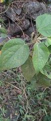 Acalypha angatensis