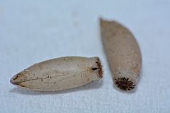 Orthostheneboea exotica