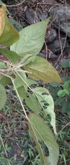 Acalypha angatensis
