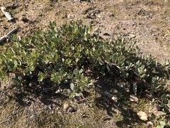 Arctostaphylos pumila