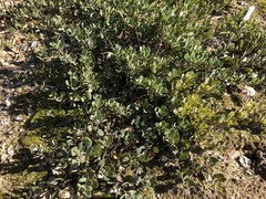 Arctostaphylos pumila