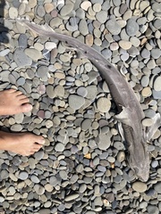 Mustelus mustelus