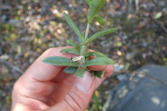 Delosperma affine