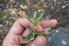 Delosperma affine