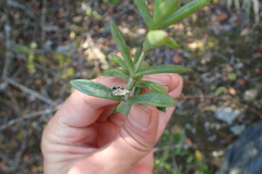 Delosperma affine