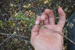 Delosperma affine