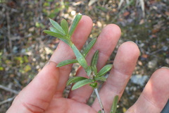 Delosperma affine