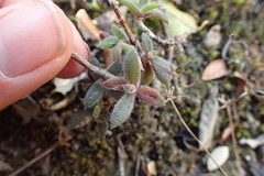 Delosperma rogersii