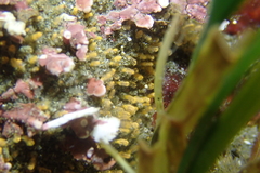 Pycnoclavella stanleyi