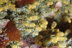 Pycnoclavella stanleyi