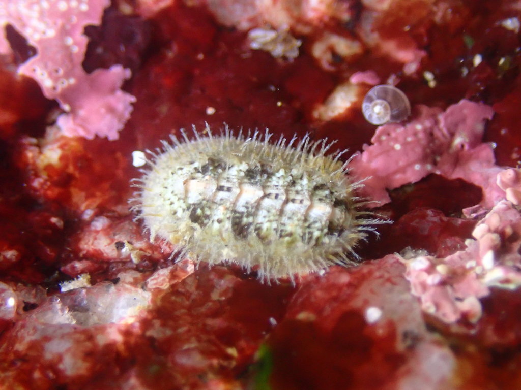 Mopalia lionota