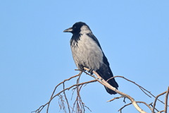 Corvus cornix
