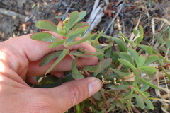 Crassula latibracteata