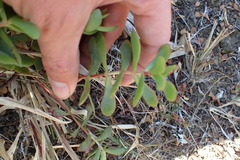 Crassula latibracteata