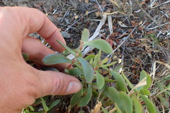 Crassula latibracteata