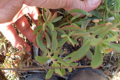 Crassula latibracteata