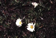 Brachyscome stolonifera