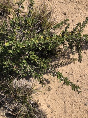 Ceanothus rigidus