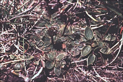 Ranunculus muelleri