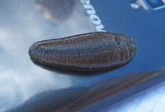 Hirudo medicinalis