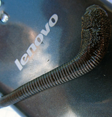 Hirudo medicinalis