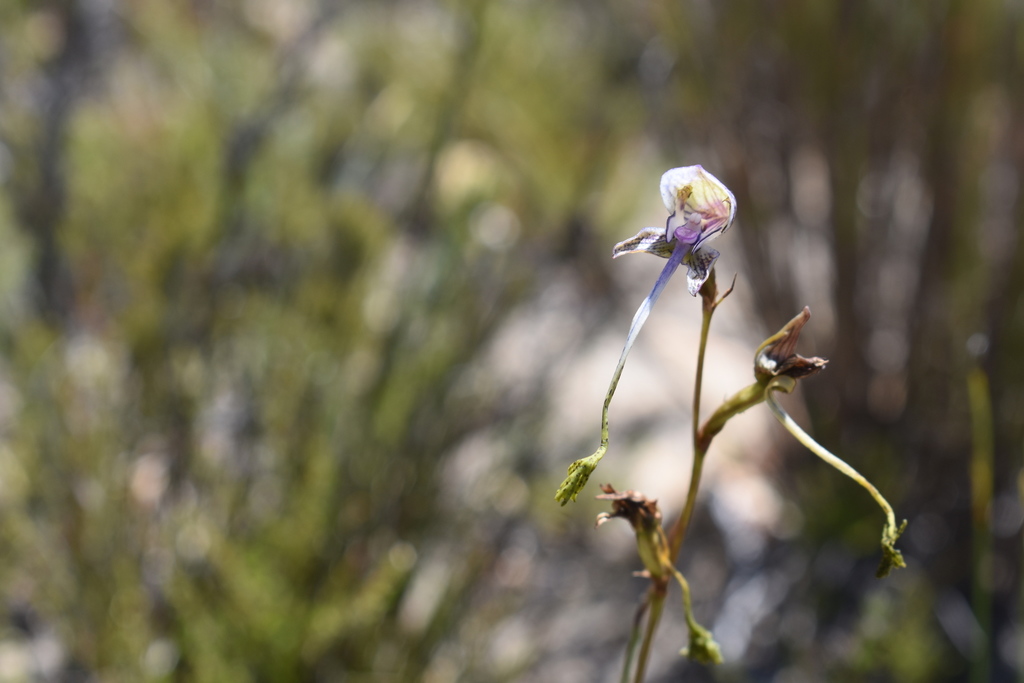 Disa multifida