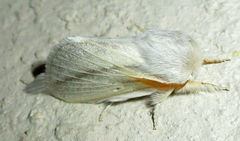 Beralade perobliqua perobliqua