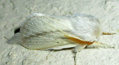 Beralade perobliqua perobliqua