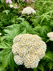 Tanacetum macrophyllum