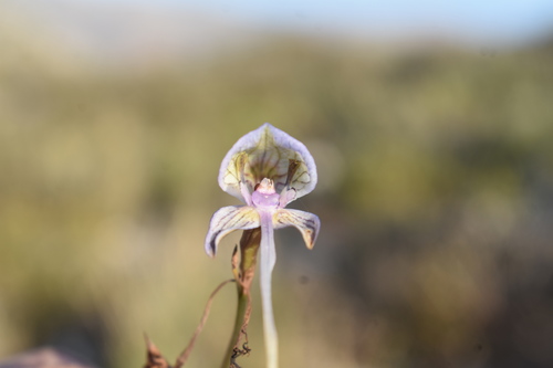 Image of Disa multifida by (c) Justin Ponder, some rights reserved (CC BY)