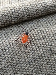 Dysdercus decussatus