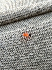 Dysdercus decussatus