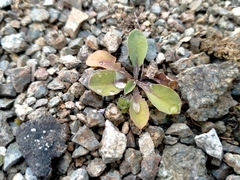 Sonchus novae-zelandiae