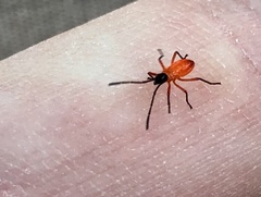 Dysdercus decussatus