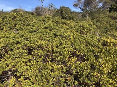 Arctostaphylos pumila
