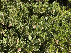 Arctostaphylos pumila
