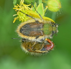 Pygopleurus apicalis