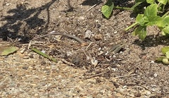 Trachylepis depressa