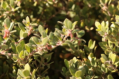 Arctostaphylos pumila